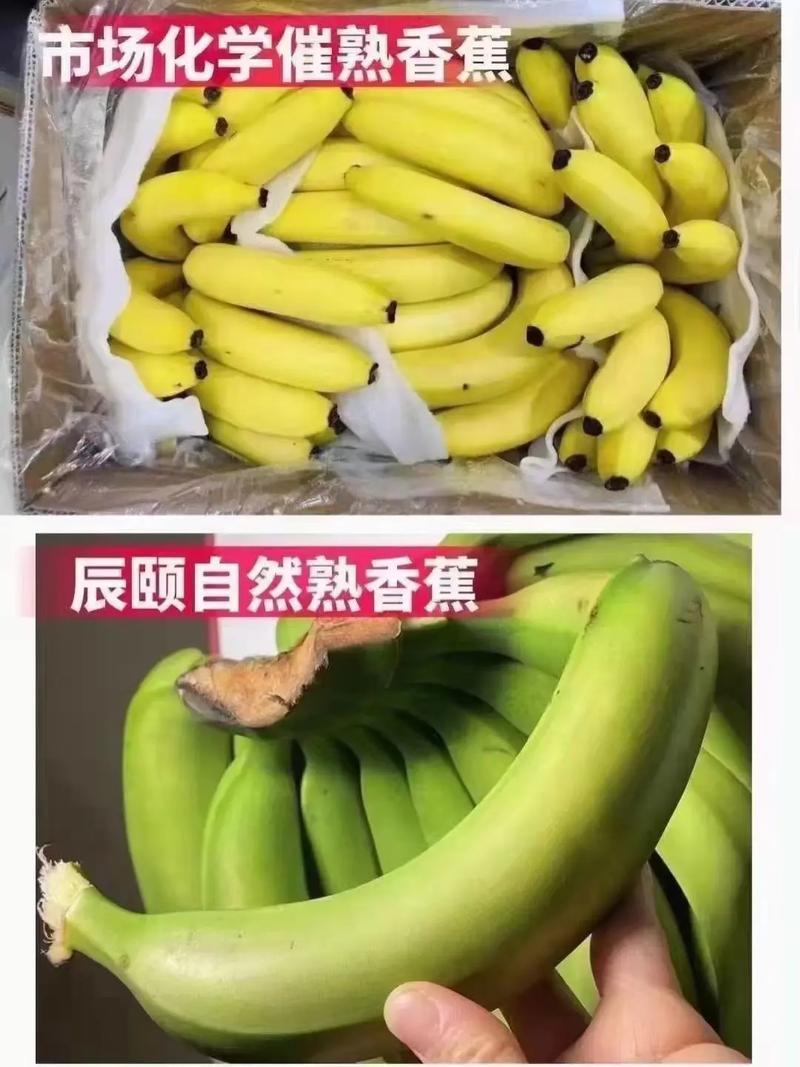 海南香蕉威尼斯芭蕉（云南威尼斯香蕉产地在哪里）